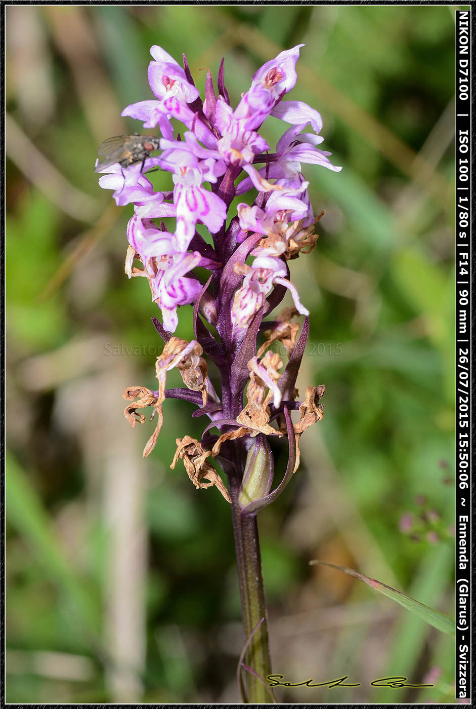 Svizzera - Dactylorhiza maculata subsp fuchsii